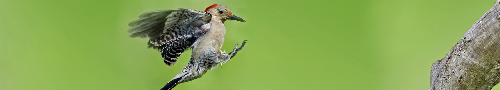 Specht im Anflug